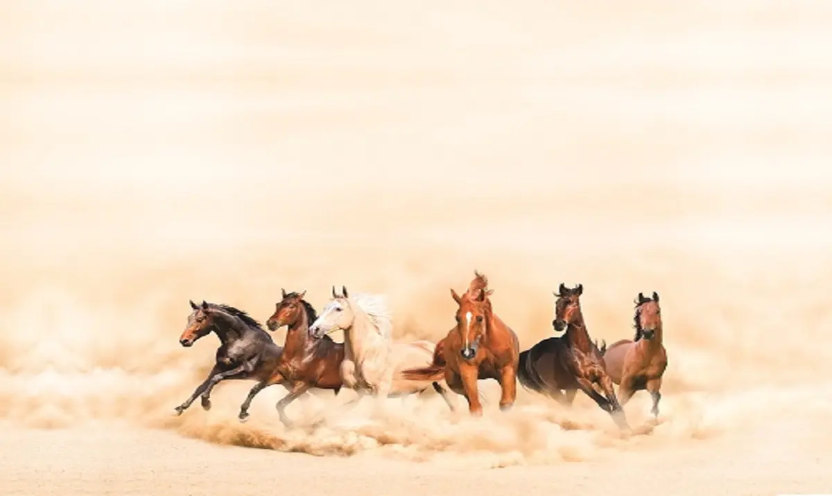 الثلاثاء المقبل.. انطلاق عرض جمال الخيل العربية الأصيلة بالرياض