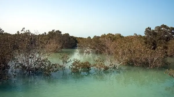 «القرم بعدسة الشباب».. مبادرة توثق العمل البيئي وتدمجه بالفنون الإبداعية