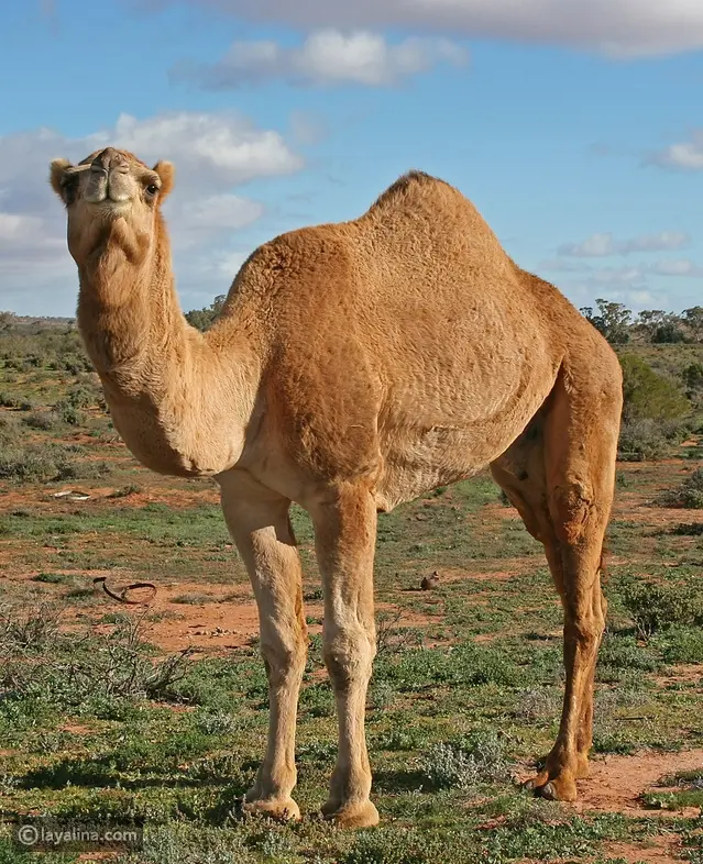 تفسير حلم الإبل
