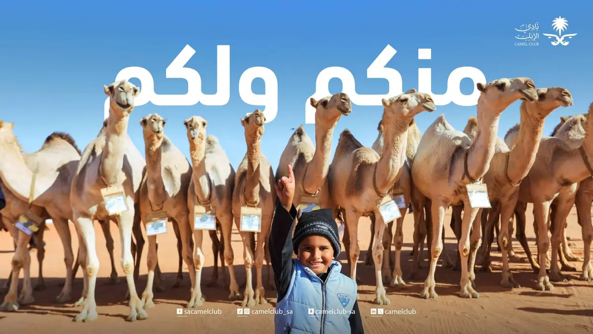 معجم الصحراء السري: 50 اسمًا لـ«الإبل» تكشف عبقرية اللغة العربية