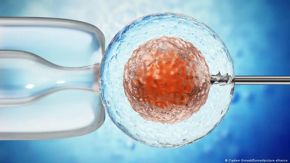 باحثون يطورون نماذج لأجنة بشرية دون بويضات أو حيوانات منوية