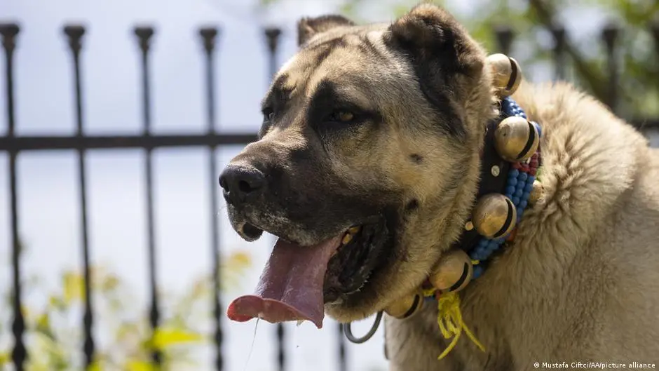 كلب يدخل بلسانه في موسوعة غينيس للأرقام القياسية!