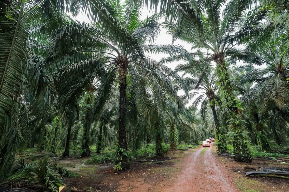 فيلدا… حين تتحول الأرض إلى سياسة، والزراعة إلى مصير