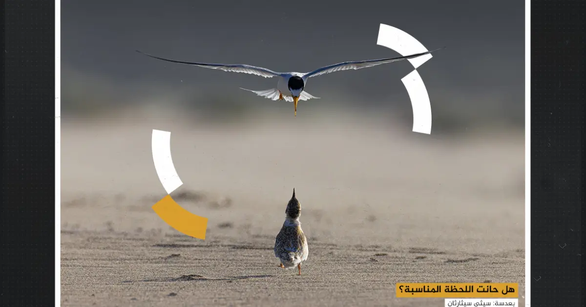 الصور الفائزة في مسابقة حياة الطيور في أستراليا للتصوير الفوتوغرافي 2025