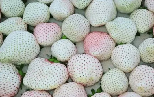 زراعة الفراولة البيضاء في المملكة.. محصول نادر بأهداف اقتصادية وتصديرية