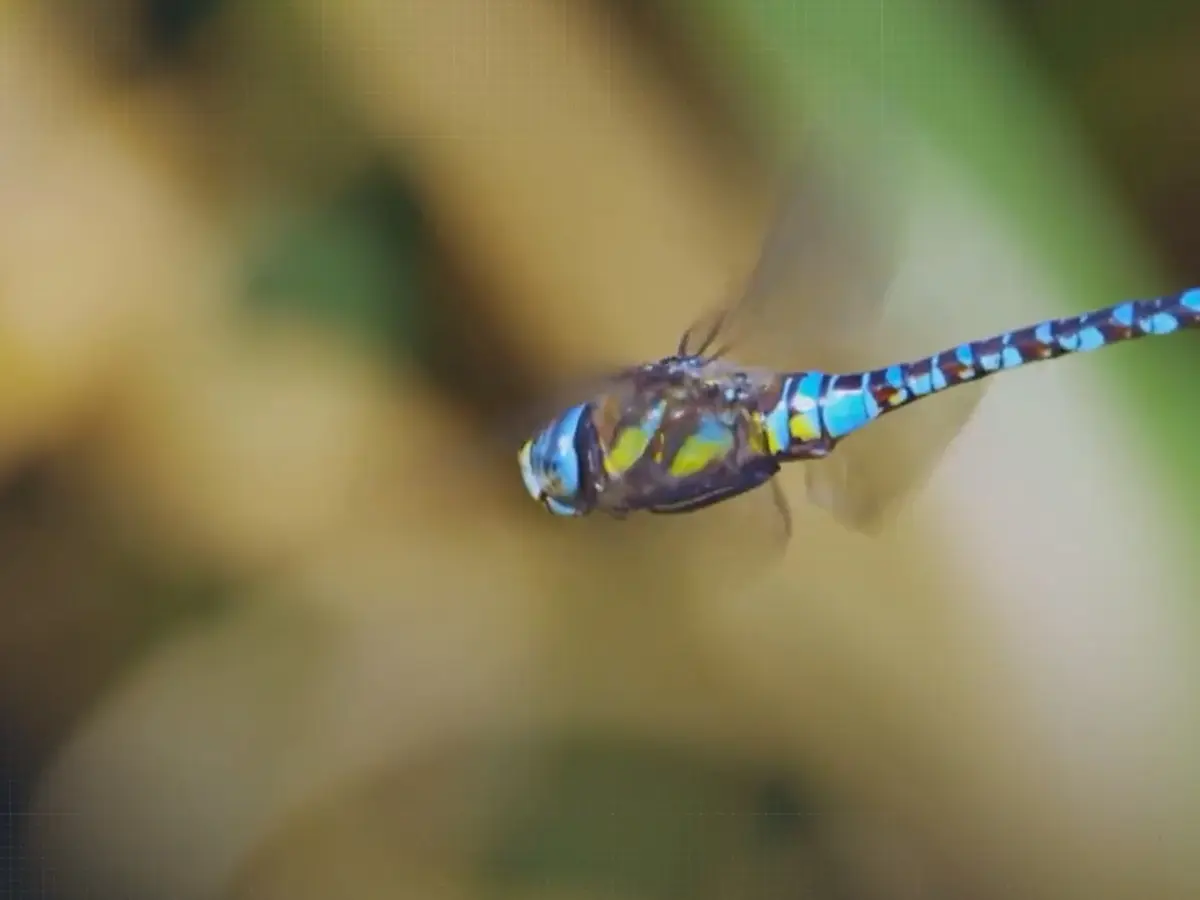 (شاهد) دماغ بحجم رأس الإبرة.. لماذا يتفوق اليعسوب الطبيعي على إنجازات الهندسة البشرية؟