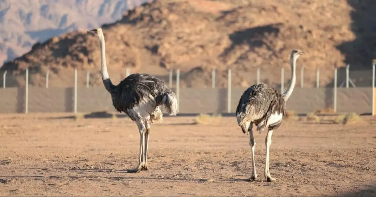 السعودية.. محمية محمد بن سلمان تعيد توطين النعام الأحمر