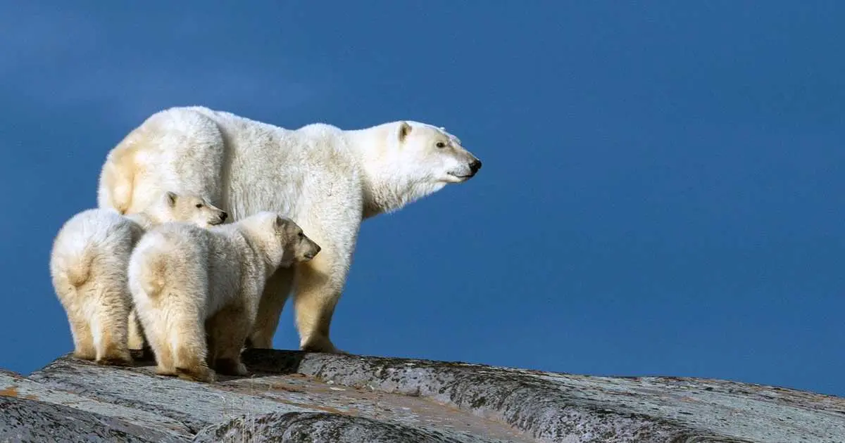 ظاهرة نادرة تلفت أنظار الباحثين بكندا.. دبة تتبنى شبلا غريبا