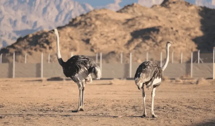 محمية ولي العهد تعيد توطين النعام بعد قرن من الغياب
