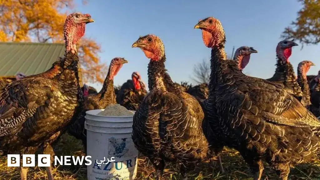 إنفلونزا الطيور: ما السيناريو المحتمل لتفشي العدوى بين البشر؟