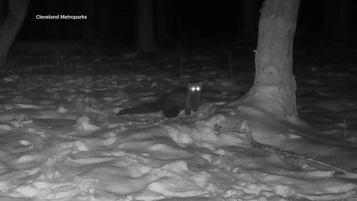 لأول مرة منذ قرن.. رصد خبراء الحياة البرية حيوانًا نادرًا يشبه ابن عرس في أمريكا