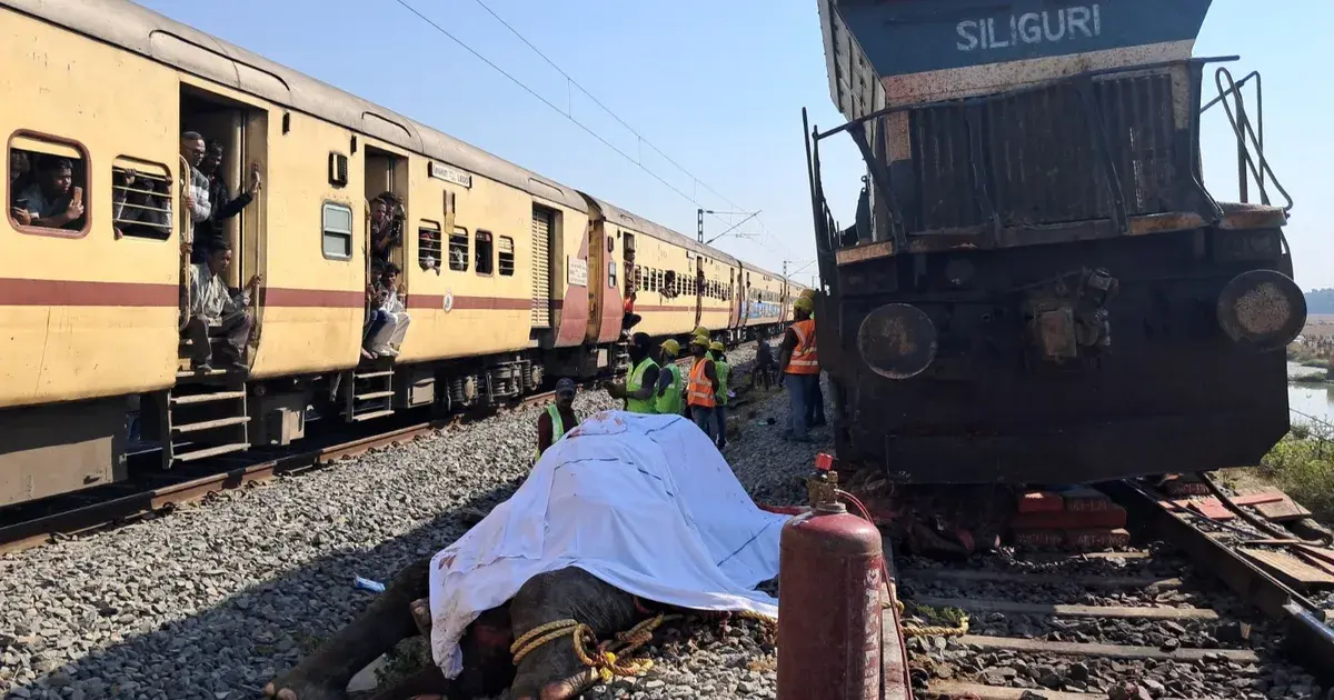 الهند.. قطار يصدم قطيع أفيال ويقتل 7