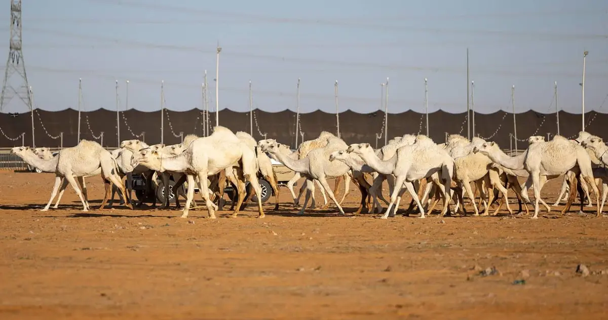 «الداخلية» تُطلق ختمًا خاصًا بالنسخة العاشرة من مهرجان الملك عبدالعزيز للإبل