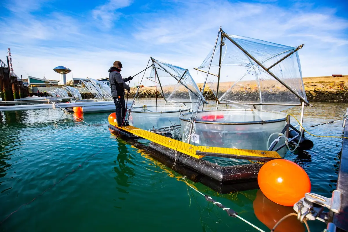 إزالة ثاني أكسيد الكربون من الغلاف الجوي.. ما دور المحيطات والبحار؟ (تقرير) - الطاقة