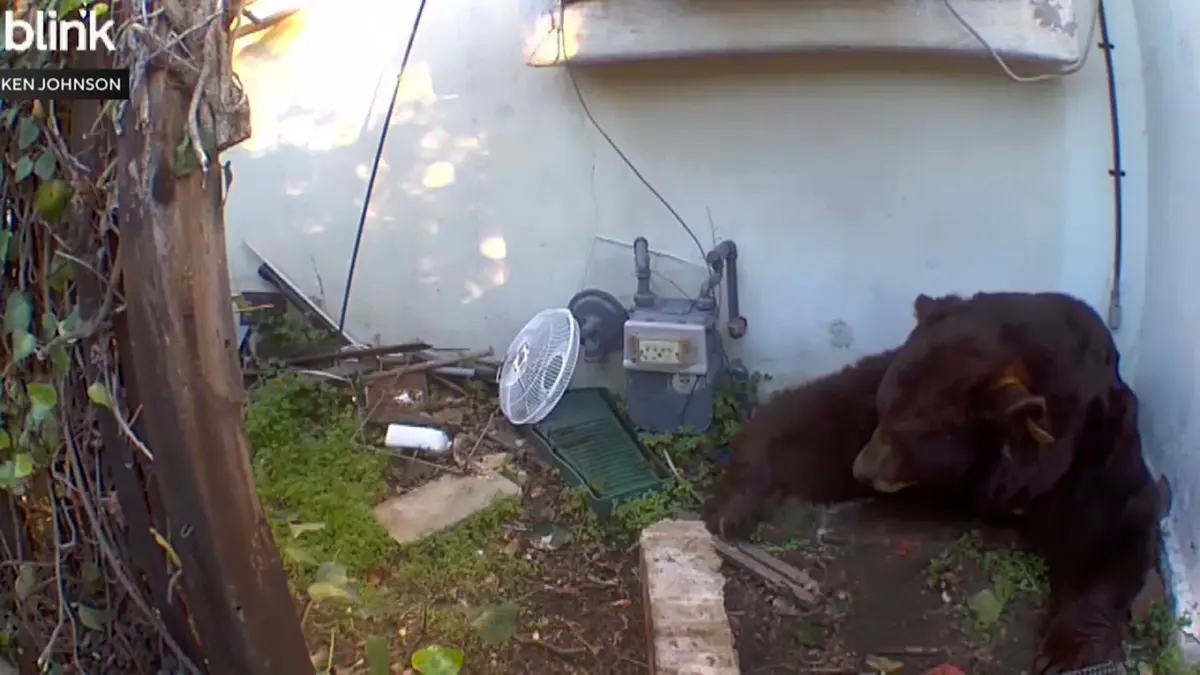 رجل نصب فخًا لإخراج دب من تحت منزله.. ليجذب دبًا آخر ويضع نفسه بموقف لا يحسد عليه