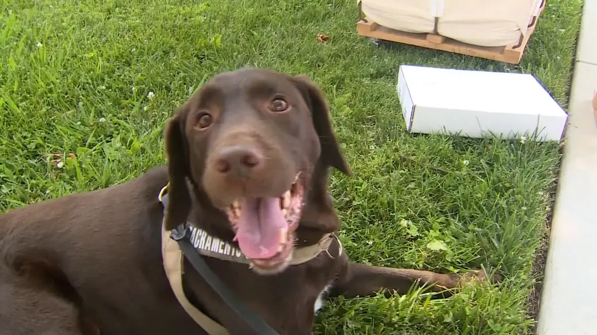 الكلب البوليسي "كولونيل" يُجبر على "التقاعد المبكر" من السلك الشرطي بأمريكا.. إليكم السبب