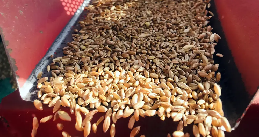 1.65 مليون طن إنتاج الحبوب عام 2024.. يتصدرها القمح بـ 1.19 مليون طن