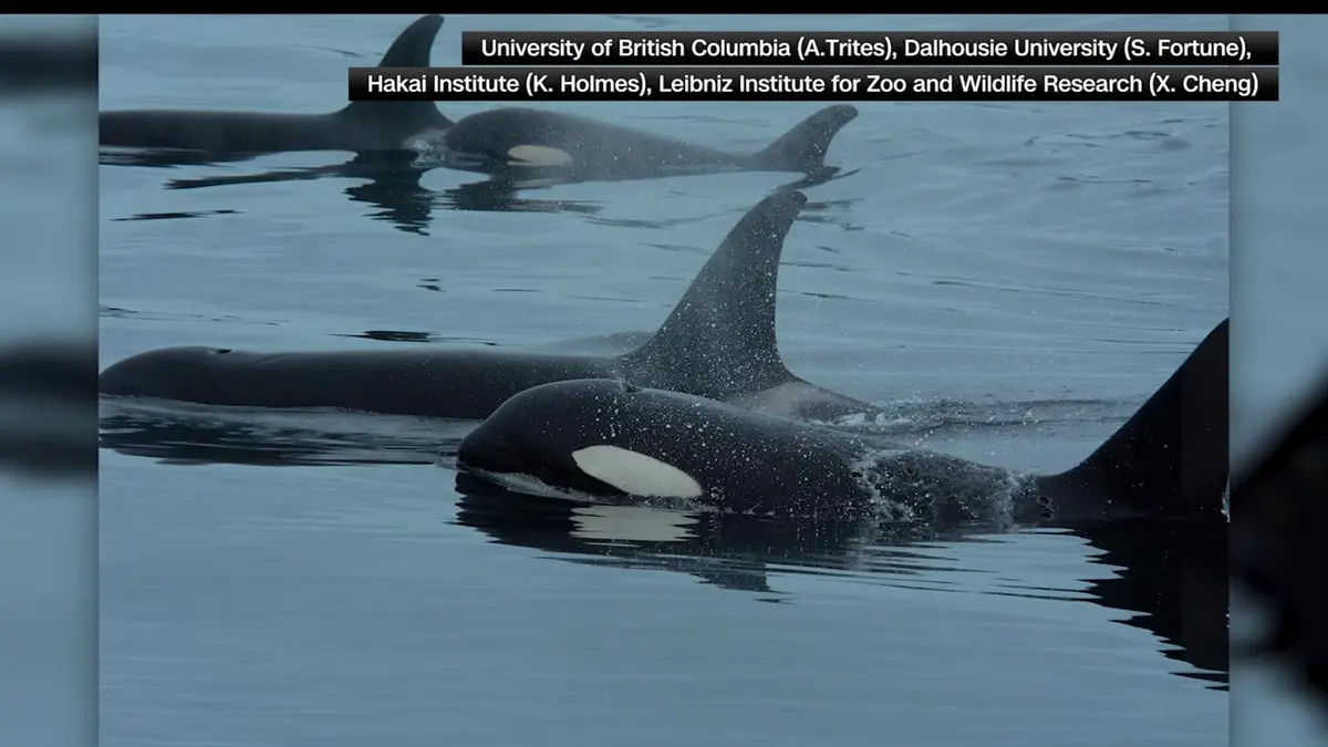 تعاون عالي الدقة بين حيتان الأوركا والدلافين قبالة سواحل كولومبيا البريطانية.. ما السبب؟