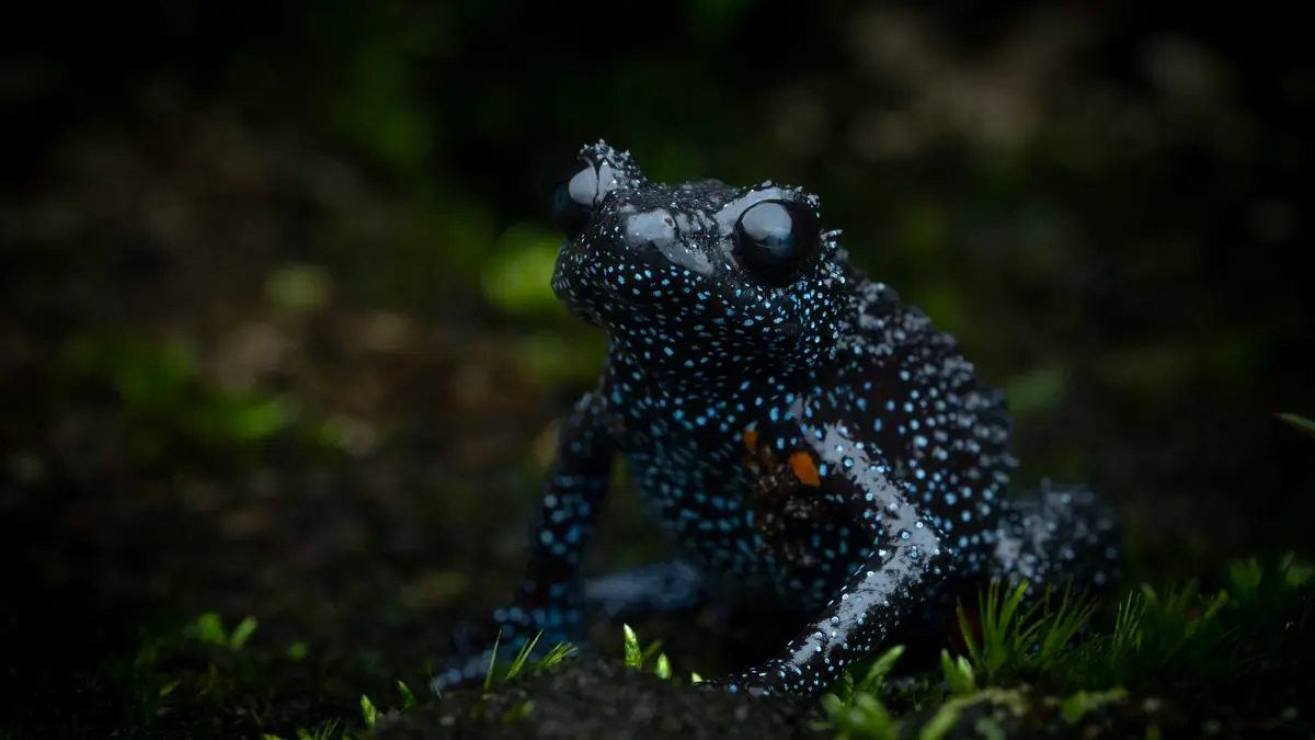 كأنه مغطى بالنجوم.. البحث عن الصورة المثالية يهدد ضفادع المجرة بالهند