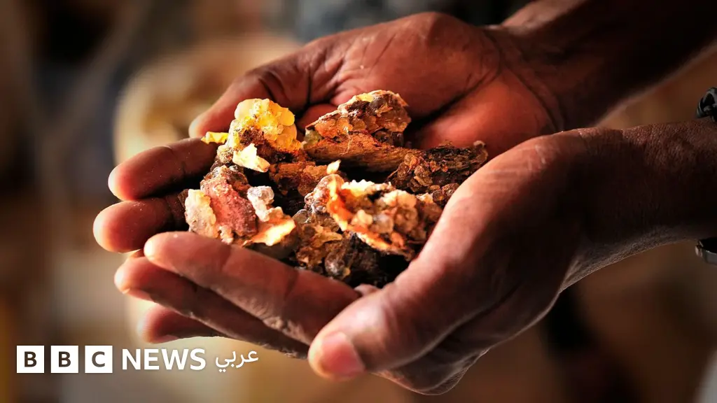 لماذا أصبح مخزون اللبان في العالم مهدداً بالنفاد؟ - BBC News عربي