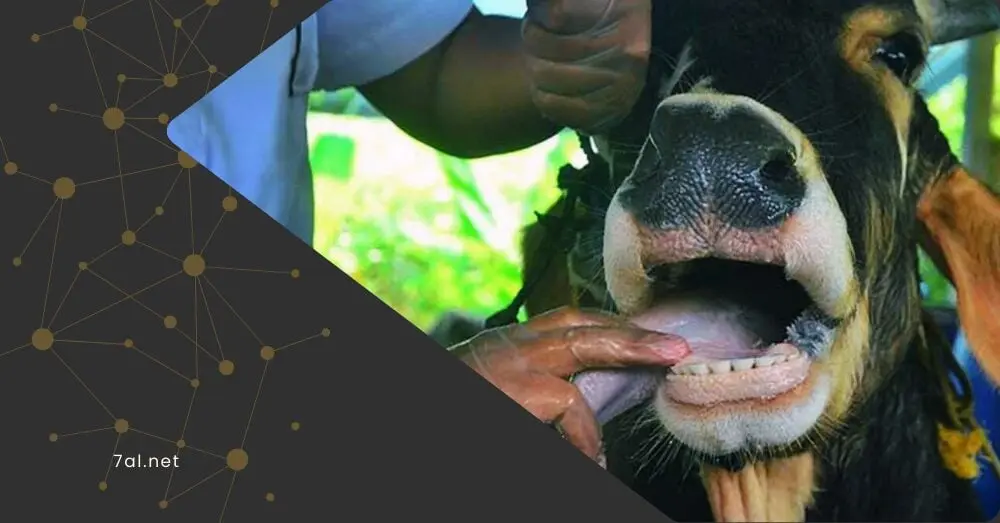 بإصابات تجاوزت 30%.. تفشي "الحمى القلاعية" يربك أسواق المواشي في سوريا