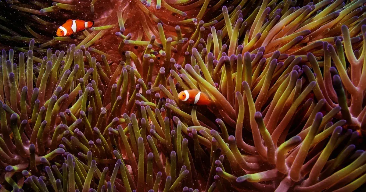 لأول مرة.. دراسة تكشف سر تنوع الخلايا الحيوانية