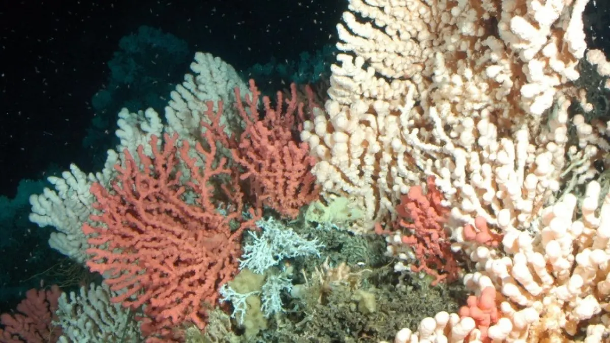 دراسة: حموضة مياه المحيطات تدخل مرحلة حرجة