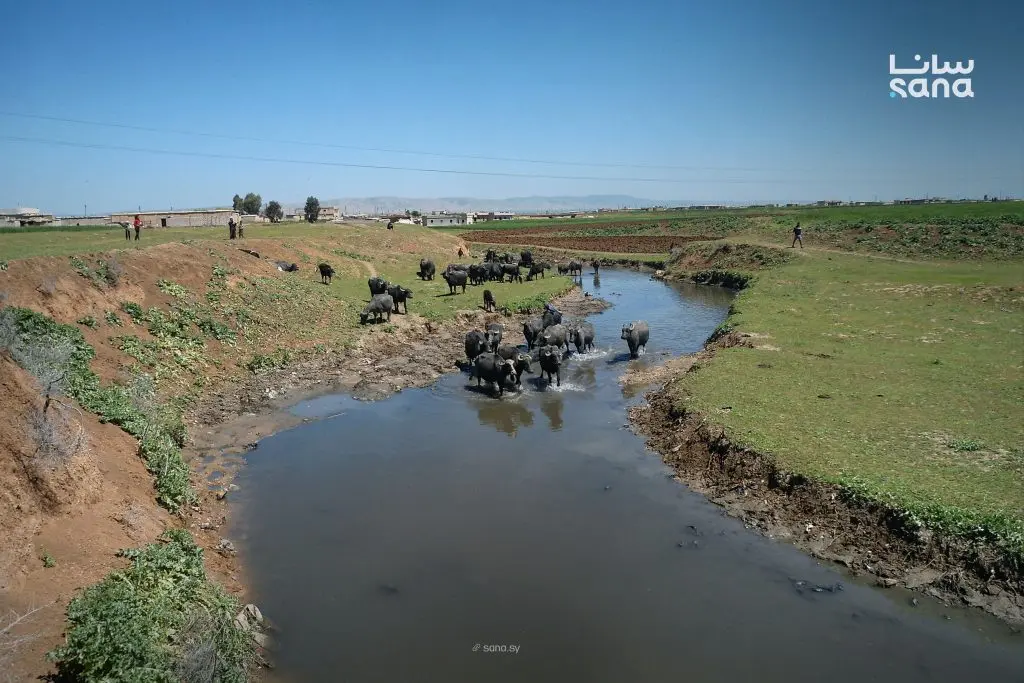 تربية الجواميس في الحسكة… قطاع حيوي يواجه خطر التراجع