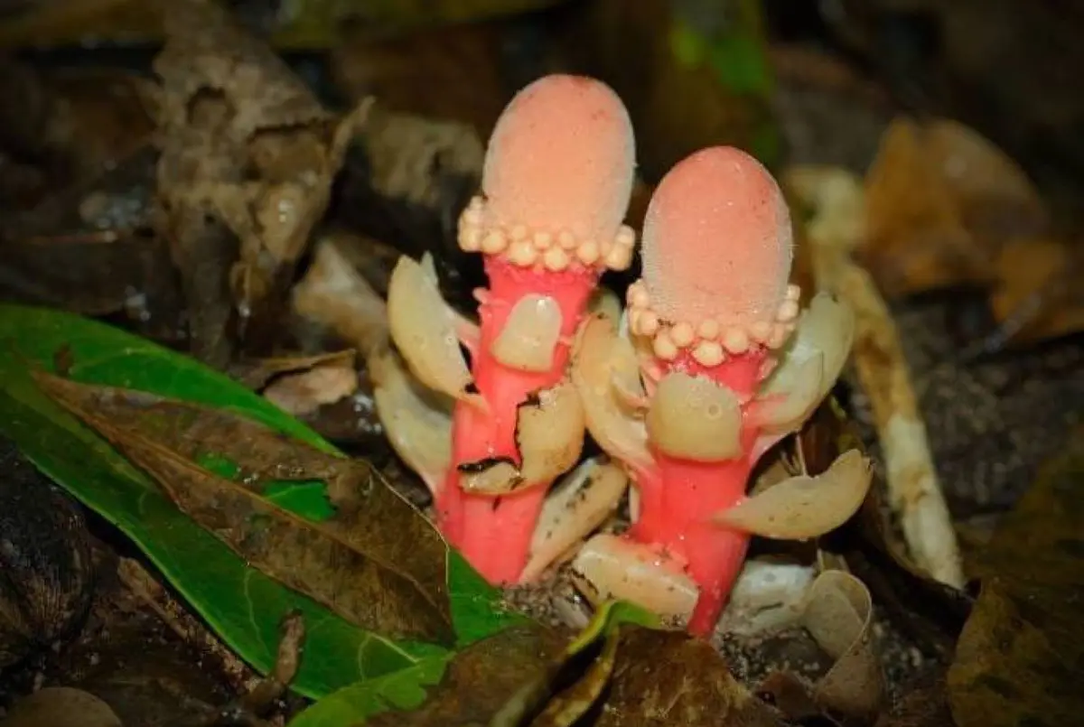 نبات نادر بلا أوراق ولا تمثيل ضوئي يثير اهتمام العلماء في شرق آسيا