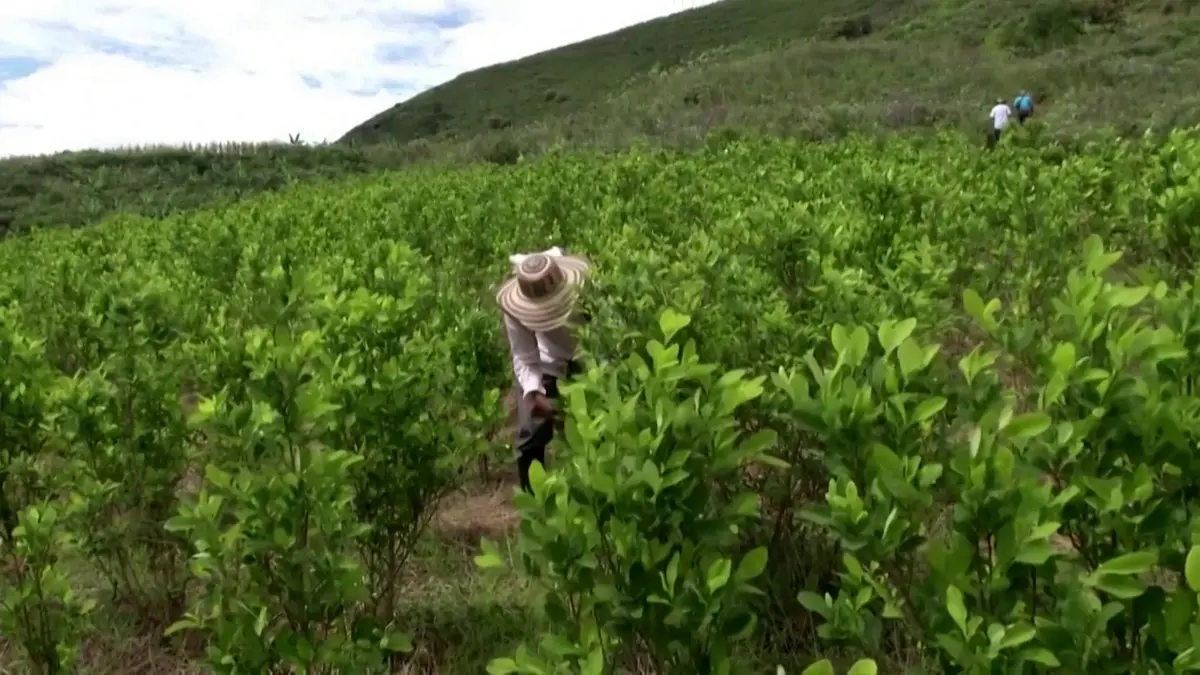 ترامب هدد بضربها.. إنتاج الكوكايين يصل مستويات قياسية في كولومبيا