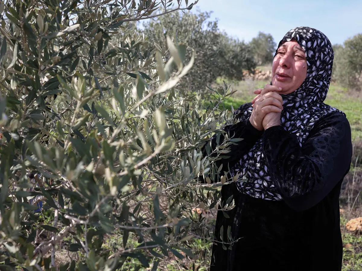 مستوطنون يقتعلون زيتون رام الله والاحتلال يعتقل العشرات بالضفة