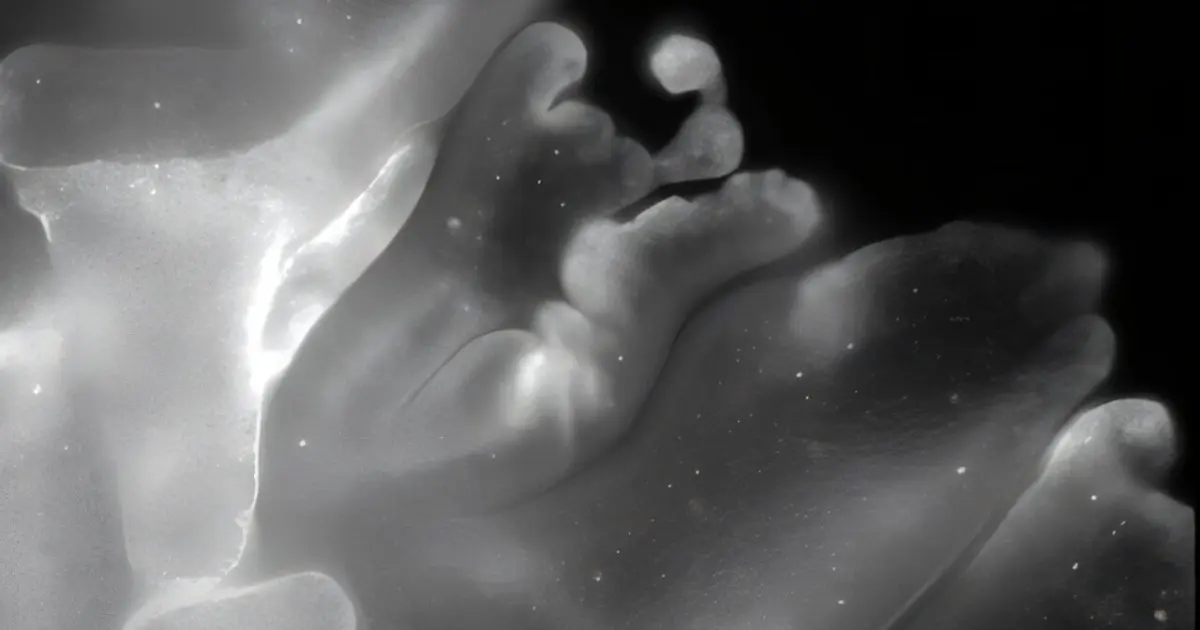 حيوان "بلا دماغ" في البحر الأحمر.. كيف يطوي جسده بدقة الأوريغامي؟