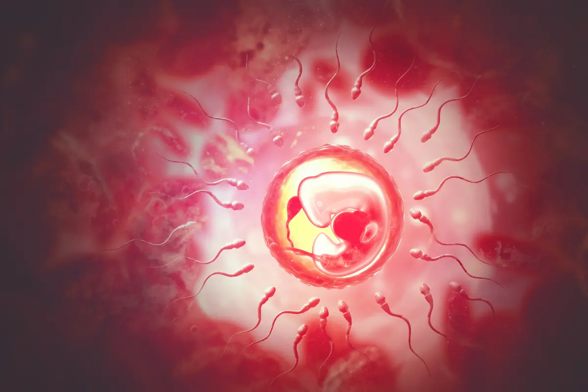 إنجاز علمي غير مسبوق.. إنشاء بطانة رحم حية في المختبر تكشف أسرار المرحلة الأكثر غموضا في الحمل