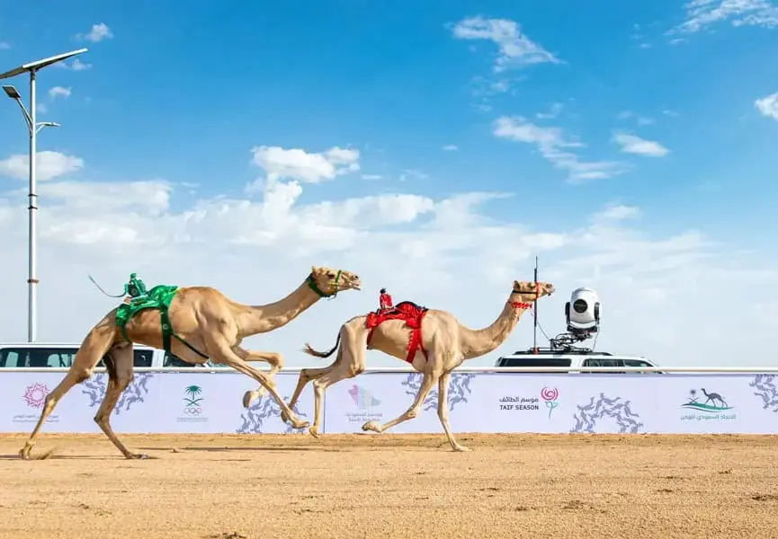 نتائج أشواط فئة الثنايا في جائزة سباقات الملك عبد العزيز للهجن