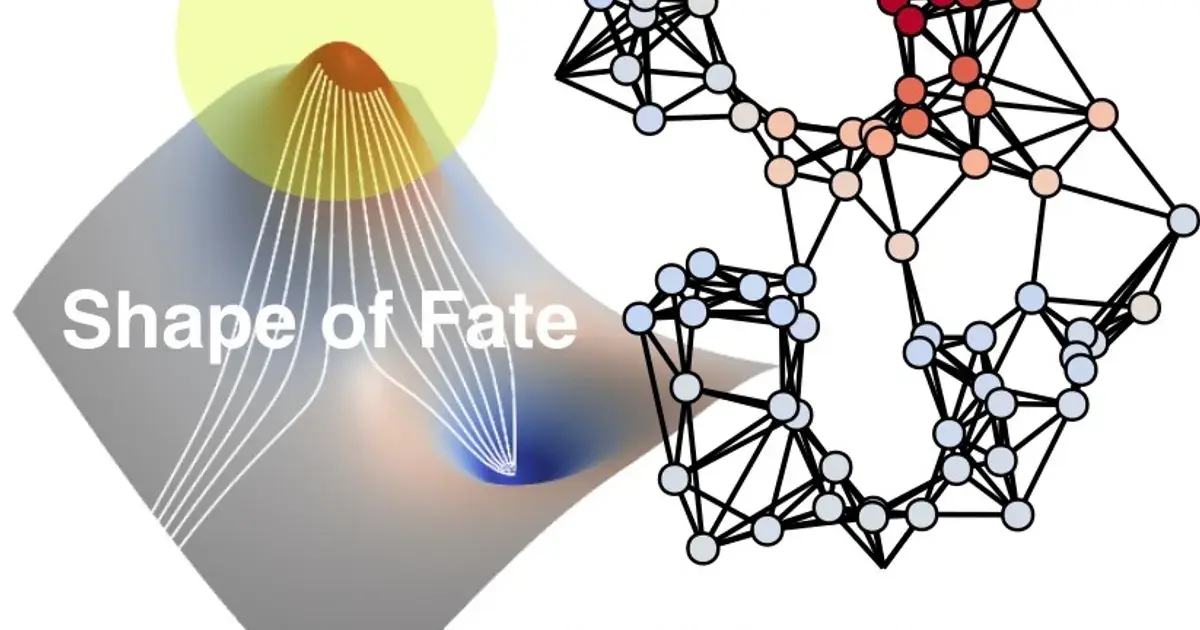 إطار ddHodge.. كيف تساعد الرياضيات الحديثة في فهم قرارات مصير الخلايا؟