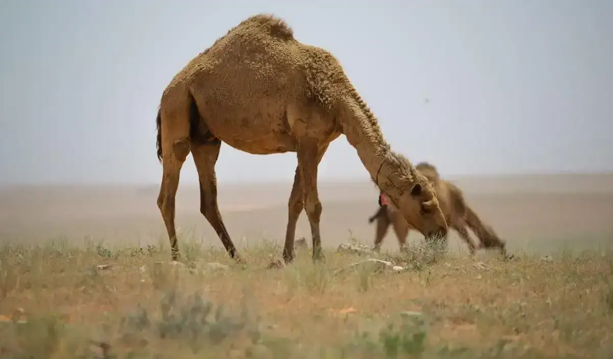 دليل المستفيد الحقيقي من "الأوقاف" ومعايير حوكمة الوقف في السعودية