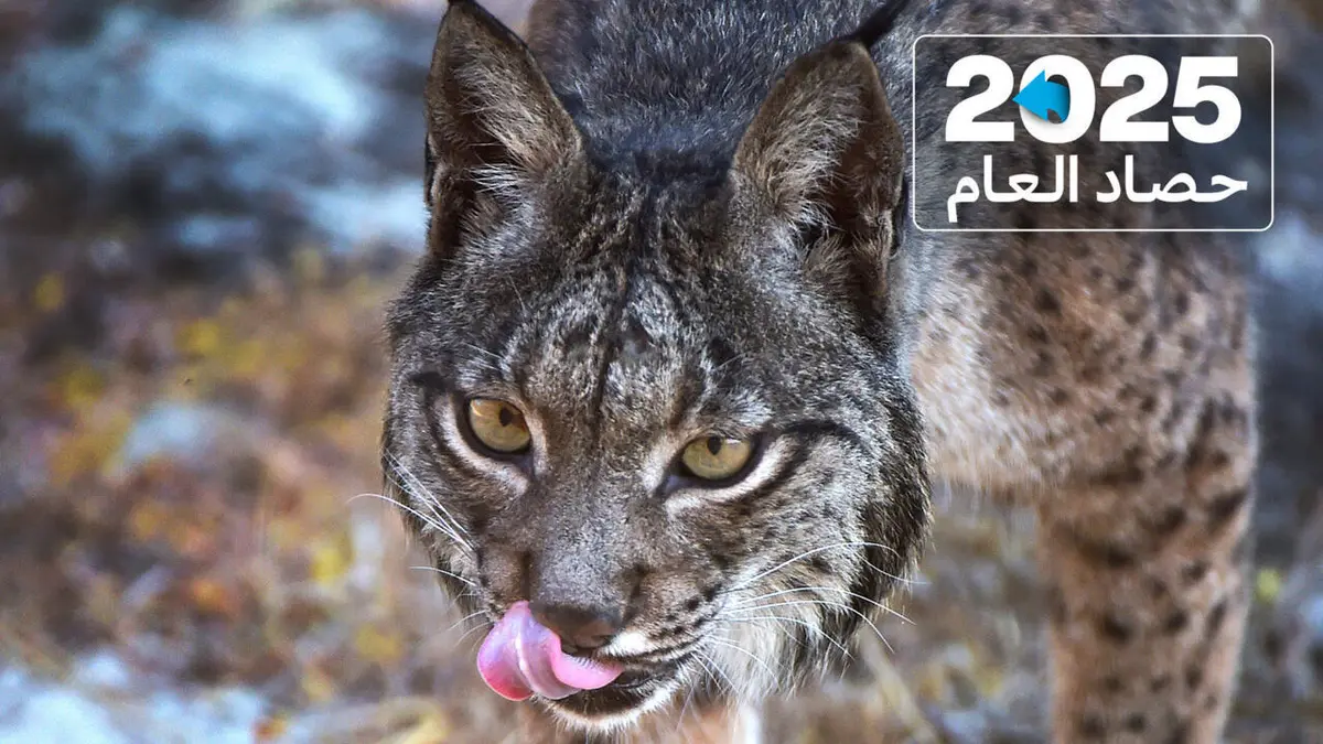 من السباحة بنهر السين في باريس إلى افتتاح المتحف الكبير بالقاهرة... أخبار أثلجت الصدور في العام 2025