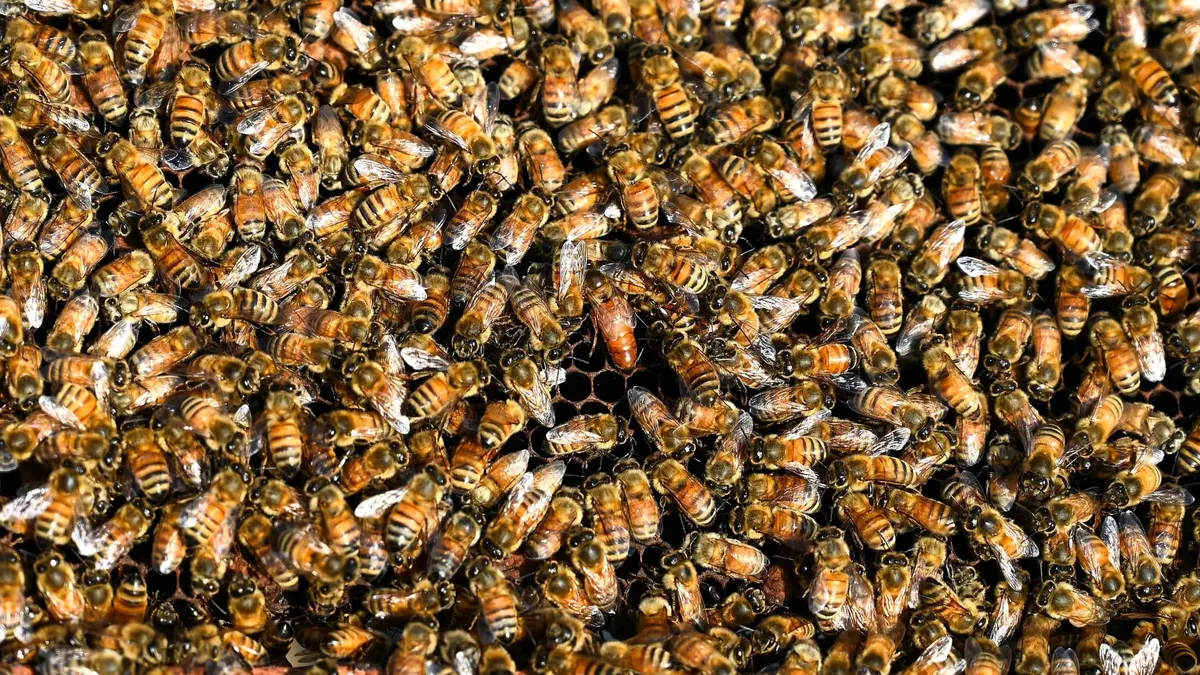 مقبرة غارقة في العسل تثير دهشة أهالي قرية بمصر وصاحبها يعلق