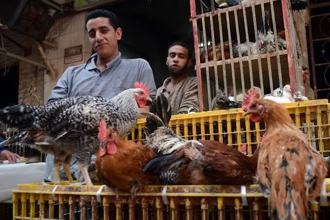 أسعار الدواجن تقفز 20 جنيهًا في أيام قليلة.. ماذا يحدث؟