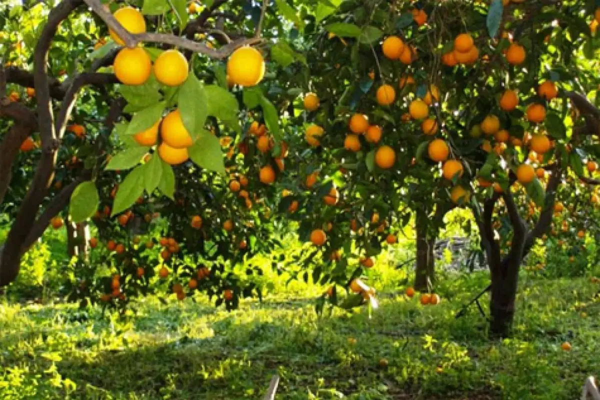 انطلاق موسم العلا للحمضيات 2026.. هذه خيارات الاستثمار والإنتاج