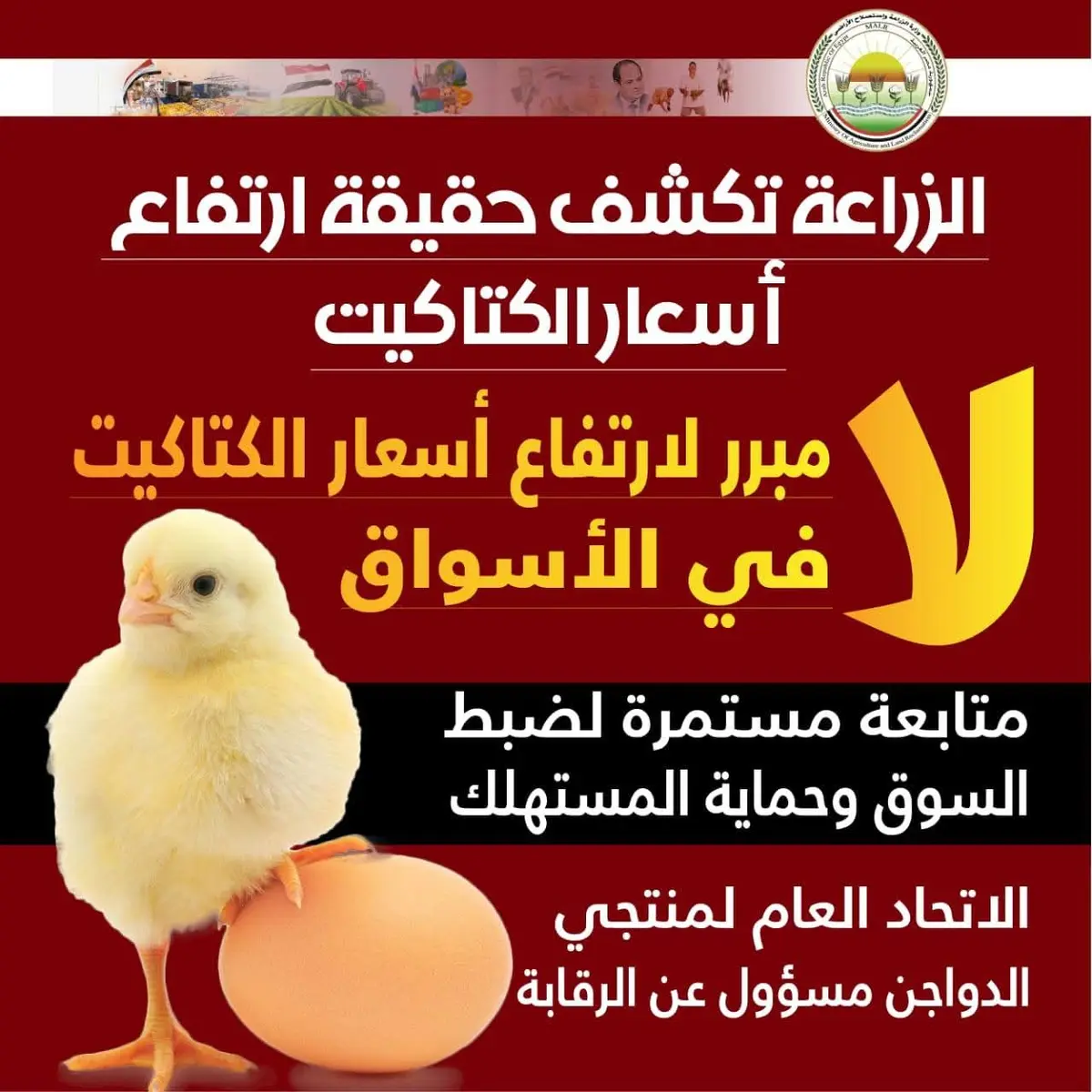 وزارة الزراعة: ليس هناك مبرر لارتفاع أسعار الكتاكيت في الأسواق - أموال الغد