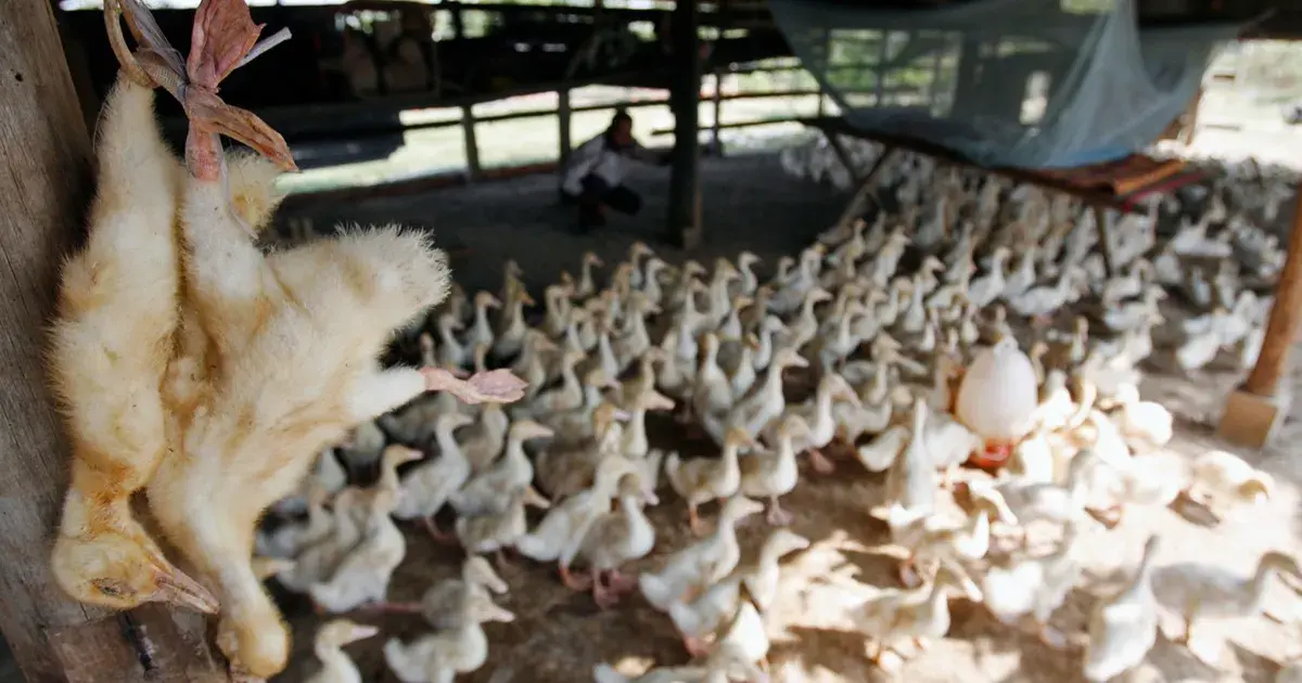 إسرائيل تعلن تفشي سلالة H5N1 شديدة العدوى من إنفلونزا الطيور