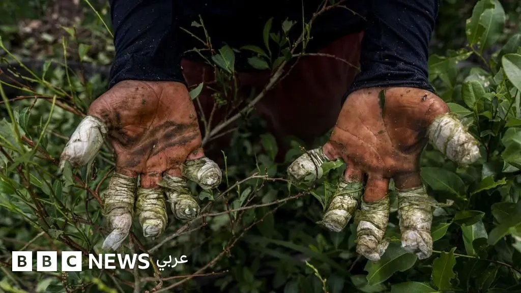 "فنزويلا تلعب دوراً أساسياً في تهريب المخدرات"، ما صحة اتهام ترامب؟ - BBC News عربي