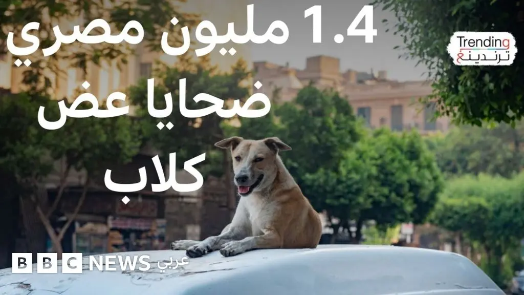 مصر تبدأ حملات تطعيم وتعقيم الكلاب الضالة بعد ارتفاع حالات العقر - BBC News عربي