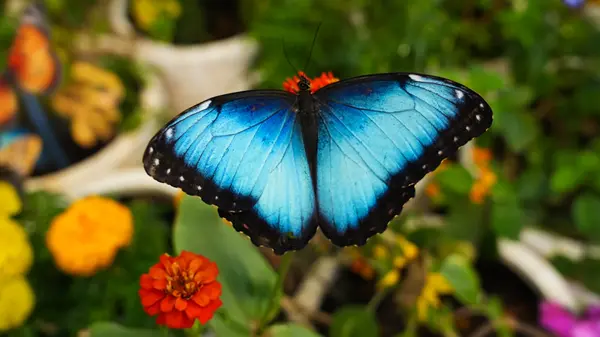 زهرة الخليج - «حدائق الفراشات أبوظبي» تفتح أبوابها لاستقبال الزوار