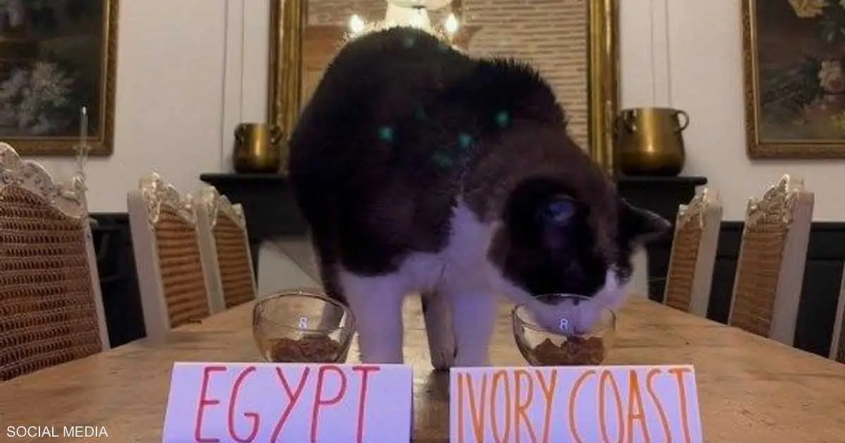 حكاية القط نيمبوس.. مصر تنهي أسطورة "عراف التوقعات"