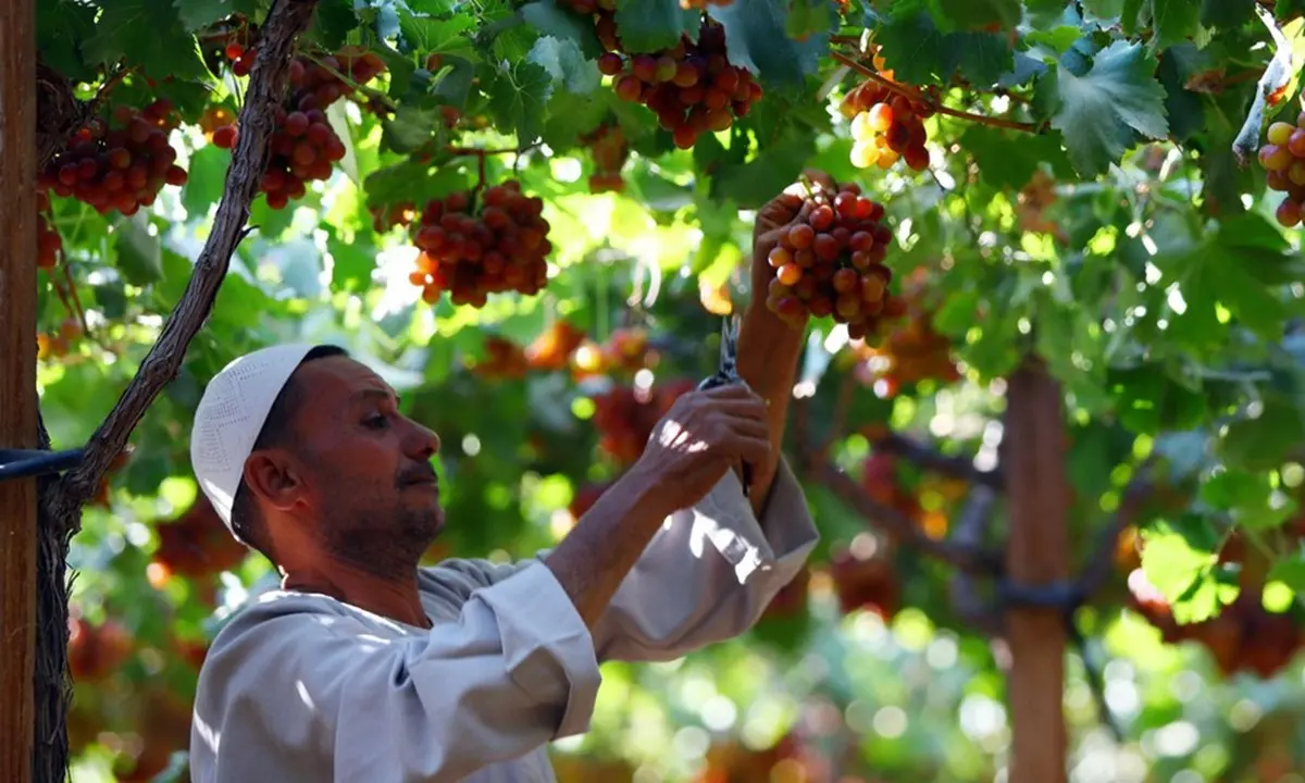 العنب المصري يسيطر على 15% من موائد الإنجليز
