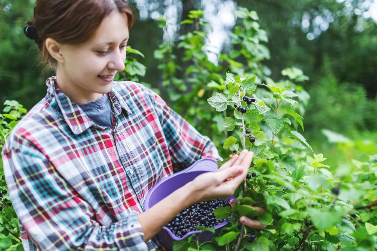 The fruit declared ‘flavor of the year’ that can fight heart disease