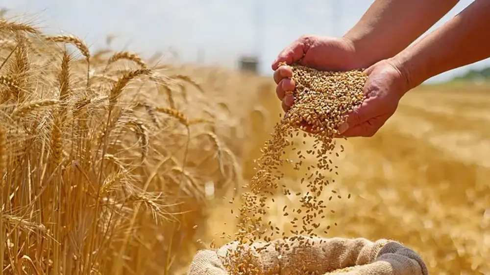 مصر تستهدف زيادة المساحة الزراعية واكتفاء 56% من القمح بحلول 2030 - أموال الغد