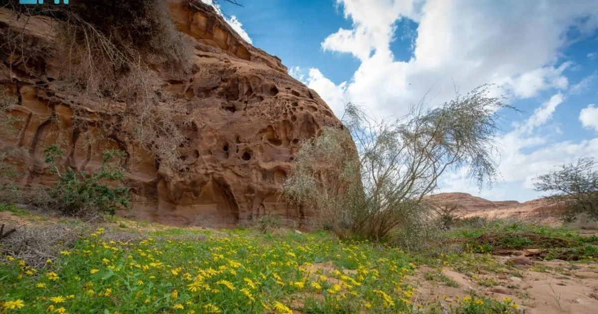غرامات كبيرة في العُلا لمخالفات الإضرار بالغطاء النباتي